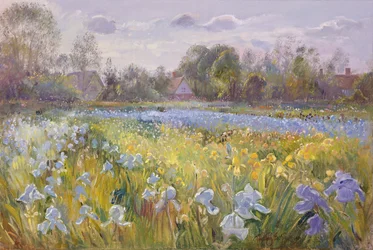 Iris Field in the Evening Light